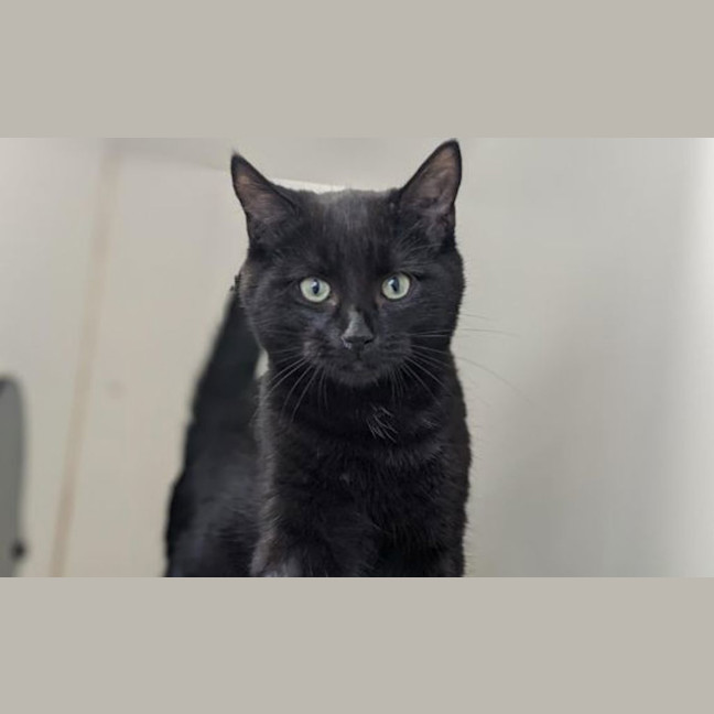 Photo of Pepper