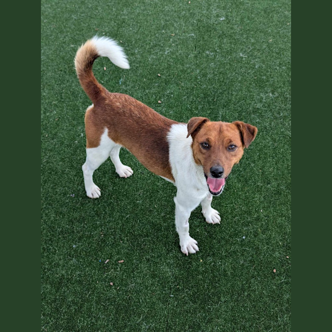 Photo of Roscoe Imp 2038