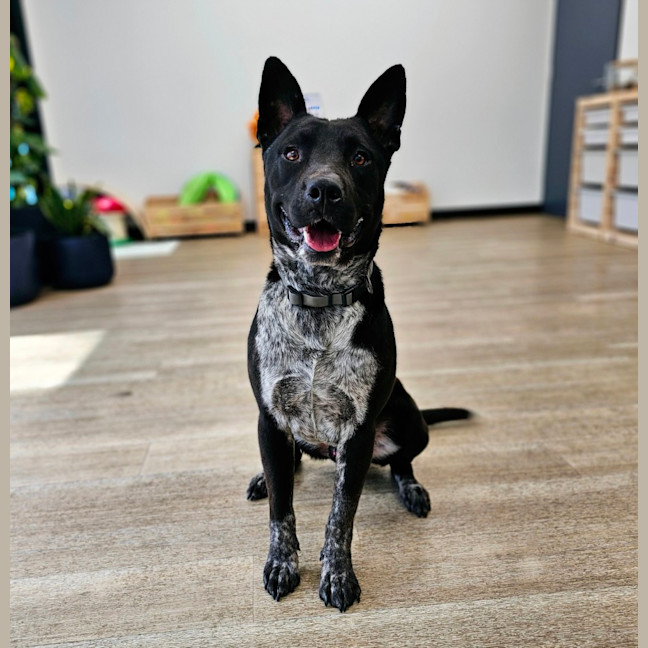 Photo of Dex