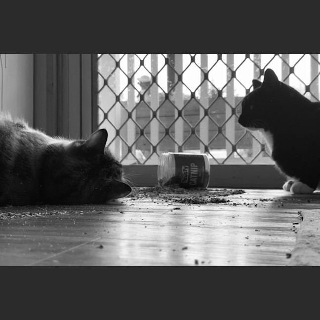 Photo of Flip & Bagel   The Chunky Monkeys