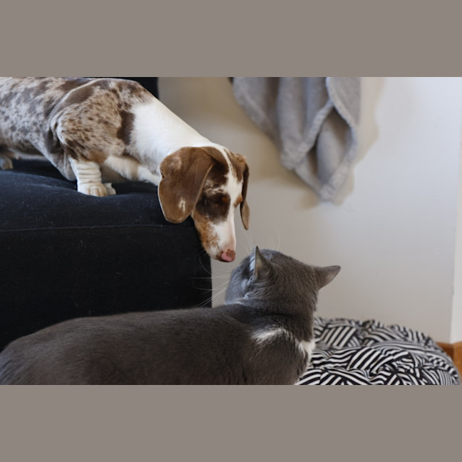 Photo of Fluffy And Mano