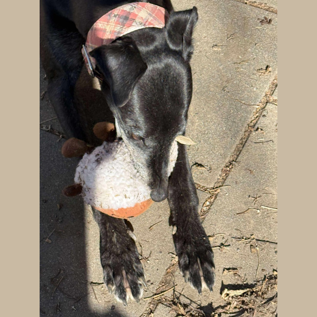 Photo of Chloe, The Greyhound
