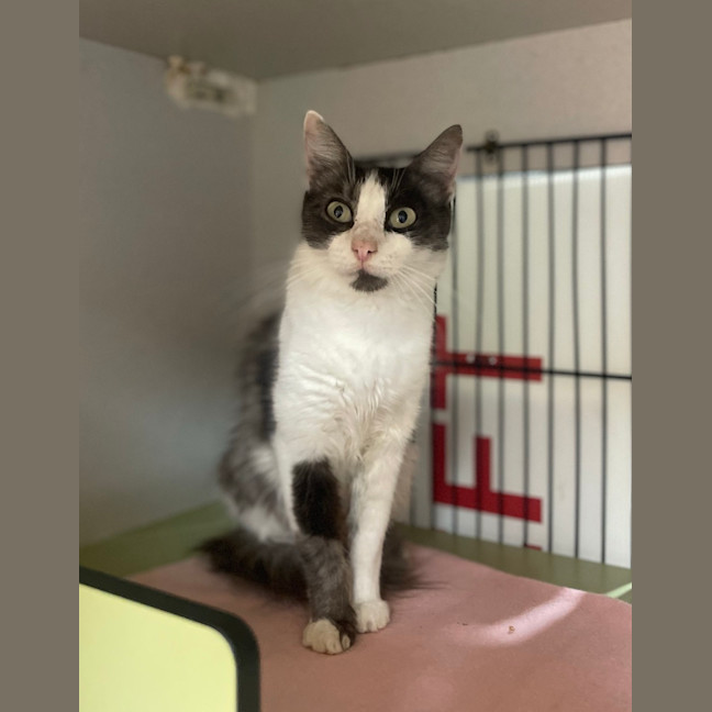 Photo of Binkie