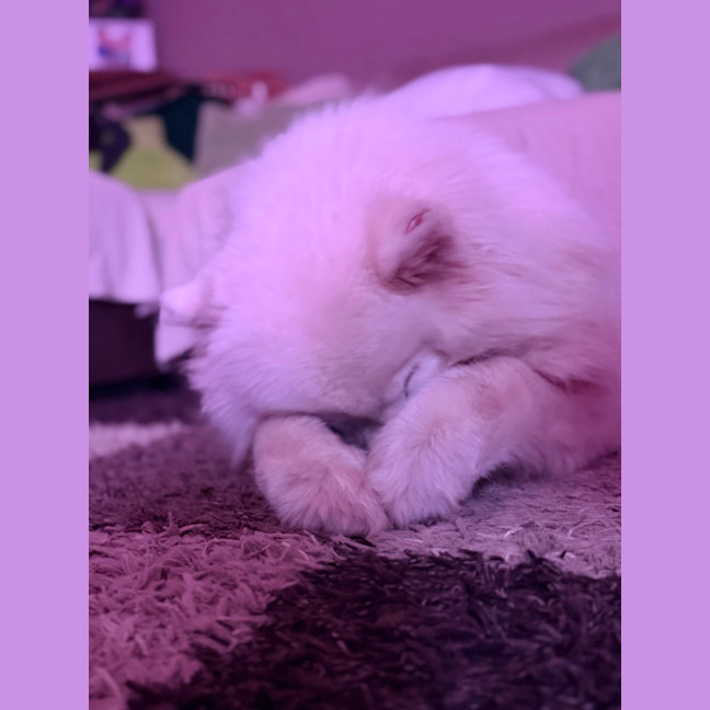Photo of Luna