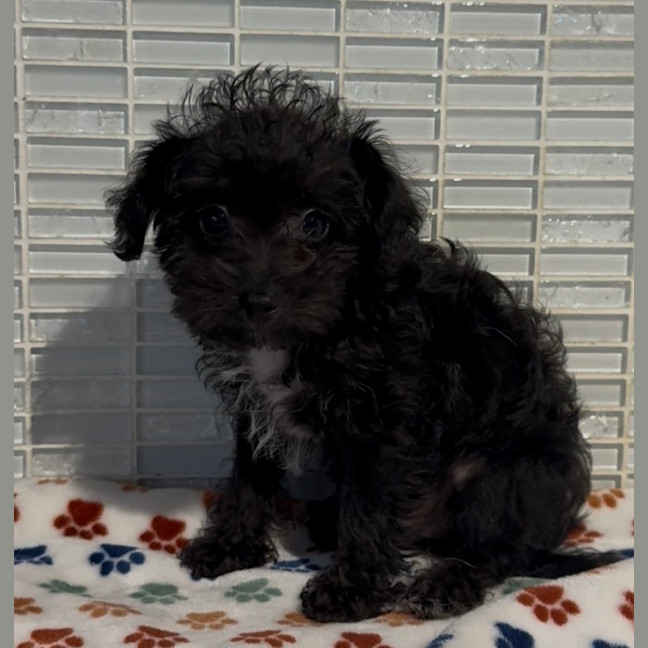 Photo of Bentley