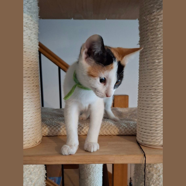 Photo of Blossom 🌸🌺