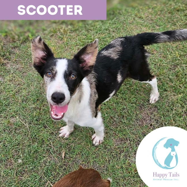 Photo of Scooter
