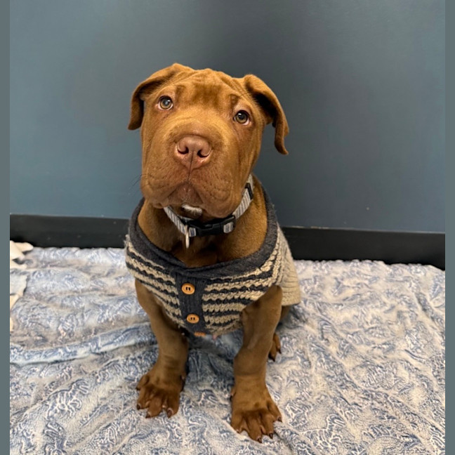 Photo of Teddy