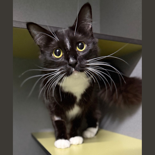 Photo of Shadow