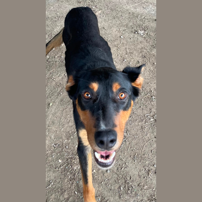 Photo of Reggie 