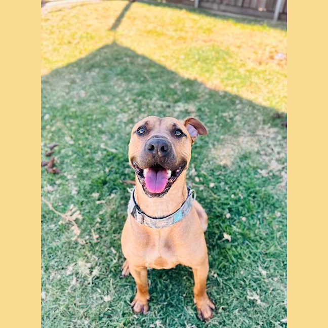 Photo of Scooby