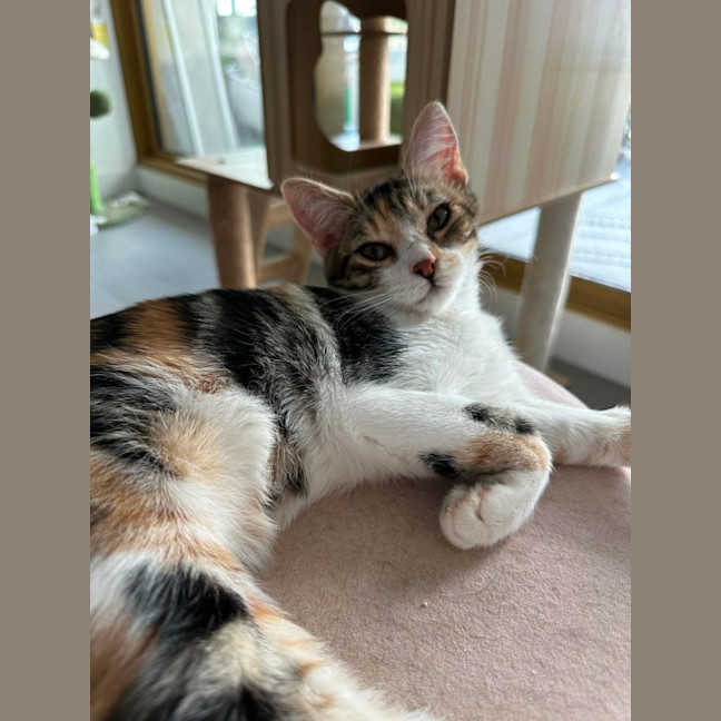 Photo of Marshmallow