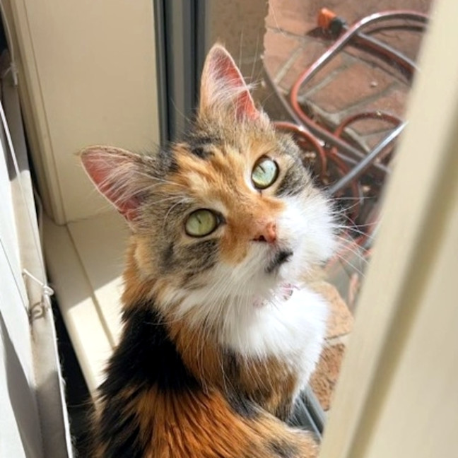 Photo of Muffin Sua013710