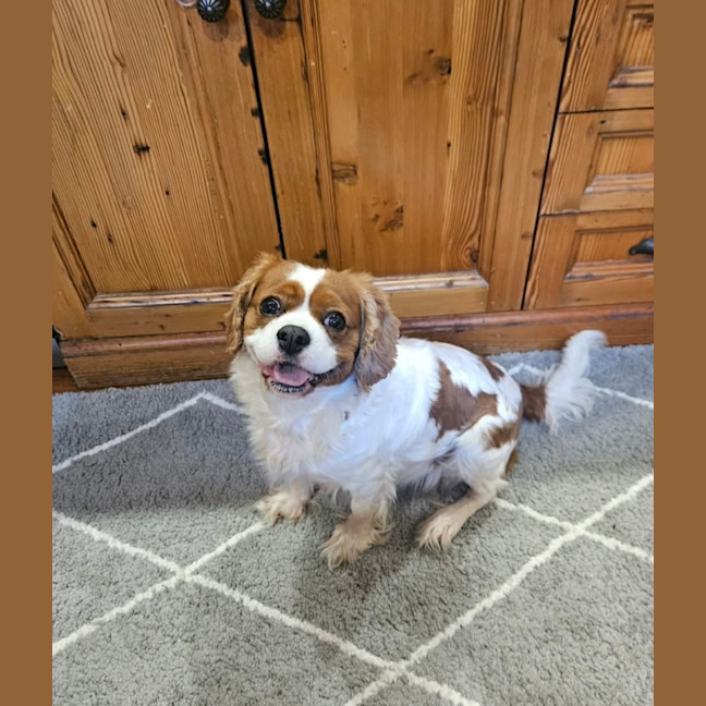 Photo of Elsa 