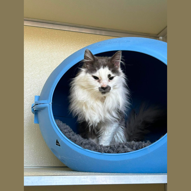 Photo of 🎪 Elmo 5400 🎪