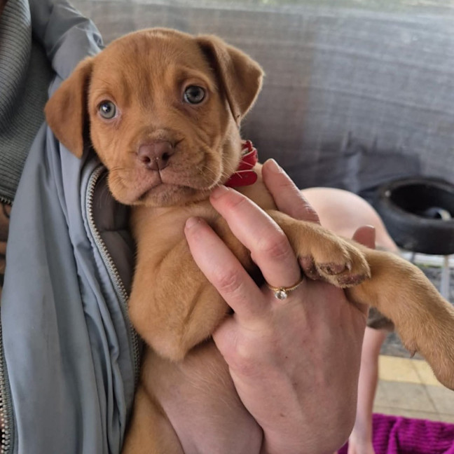 Photo of Rosie