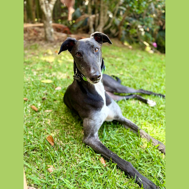 Photo of Jed, The Greyhound