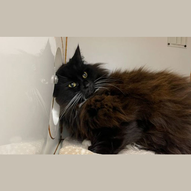 Photo of Jinx