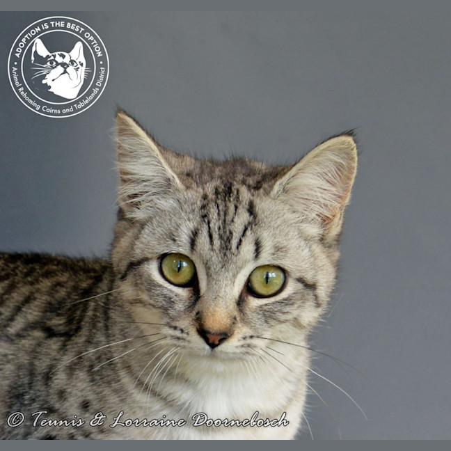 Photo of Twinkletoez