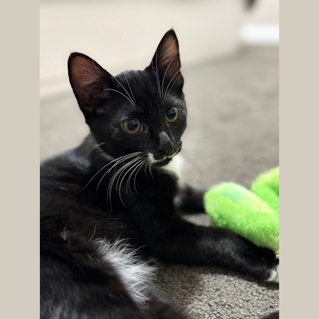 Photo of Socks