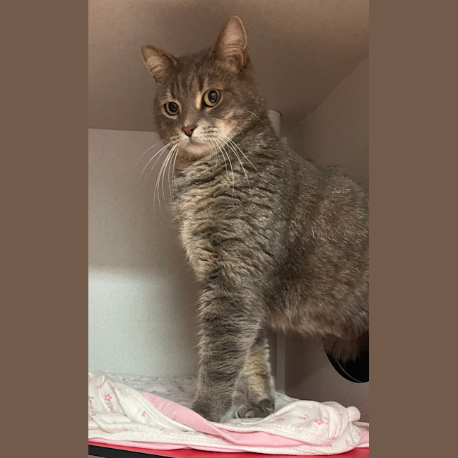 Photo of Petal