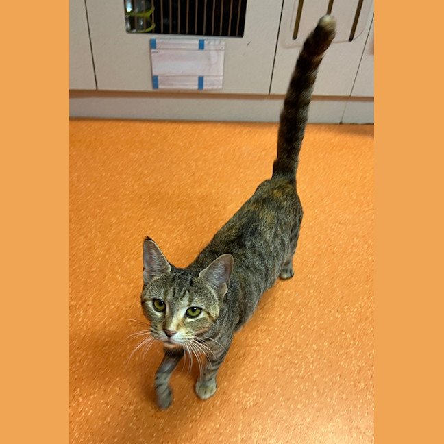 Photo of Twix