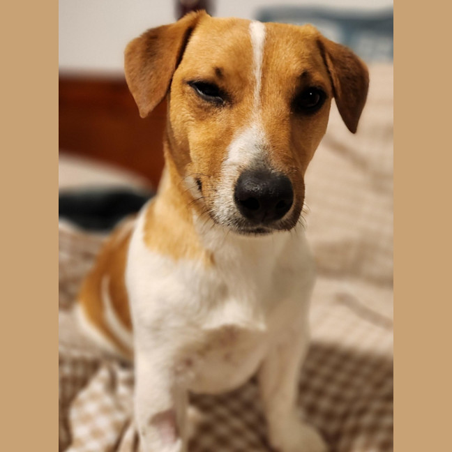 Photo of Snuggles   11 Month Old Jack Russell 