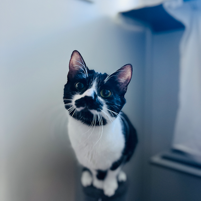 Photo of Nala