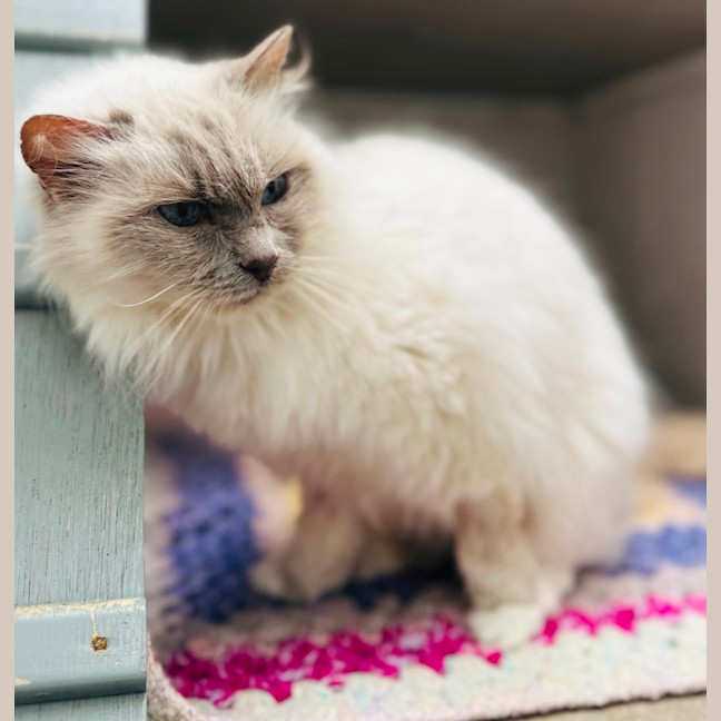Photo of Snowflake