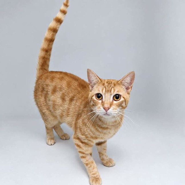 Photo of Golden