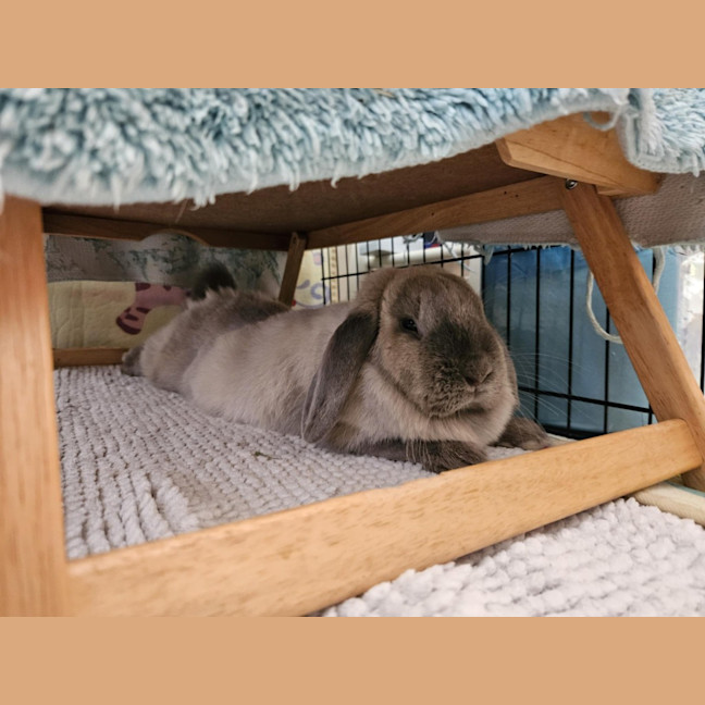 Photo of Celia / Ginger / Bonnie