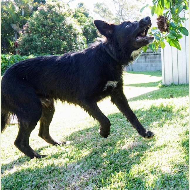 Photo of Ranger