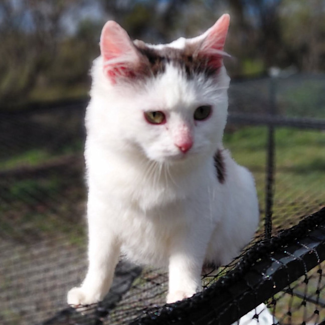 Photo of Petal