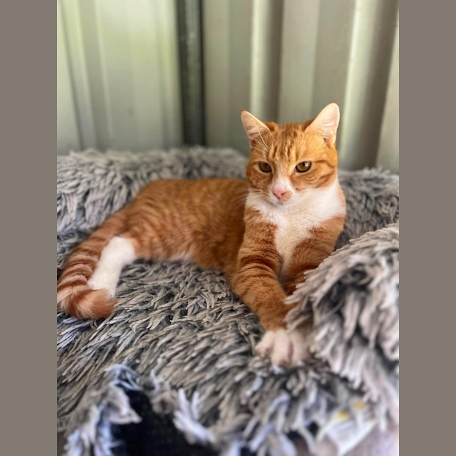 Photo of Matai