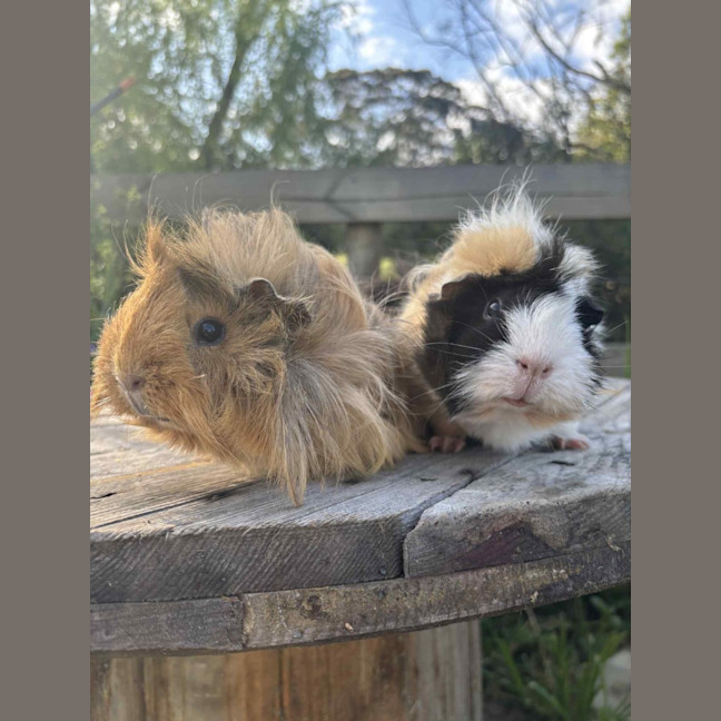 Photo of Peanut And Mochi