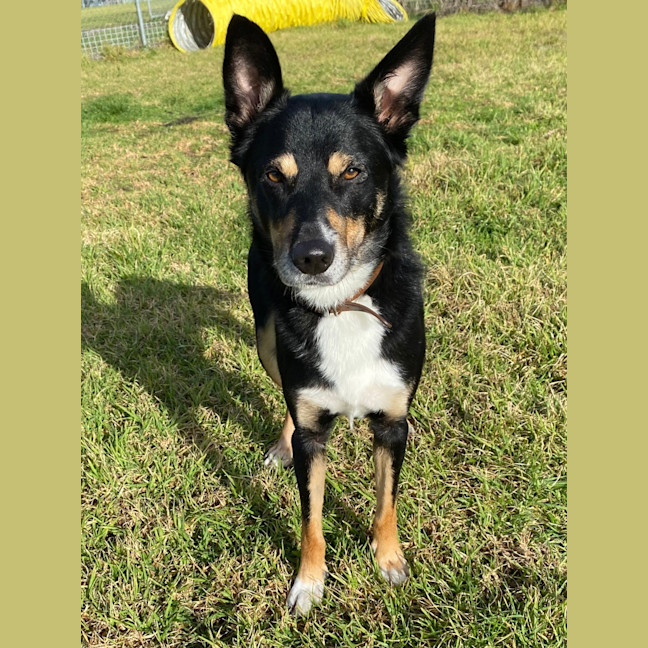 Photo of Dexter