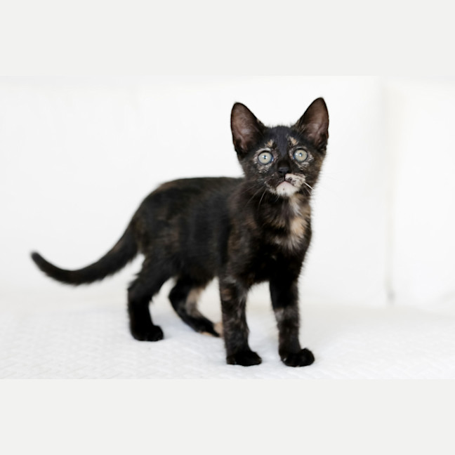 Photo of Freya