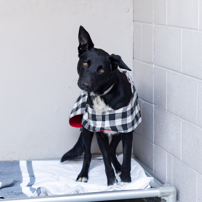 Photo of Checkers