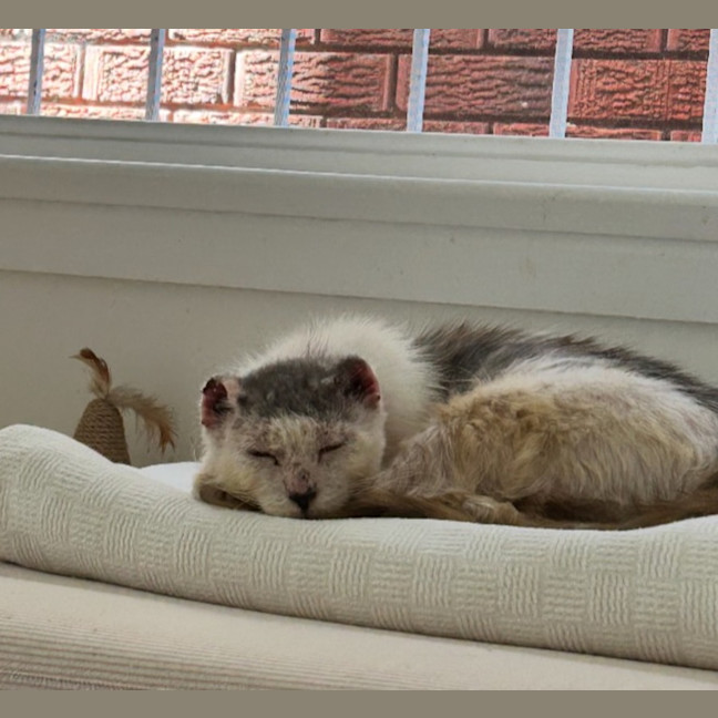Photo of Archie
