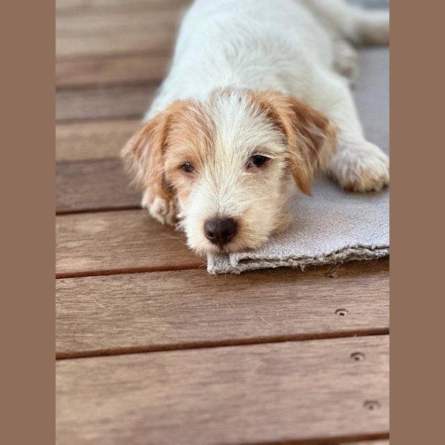 Photo of Archie