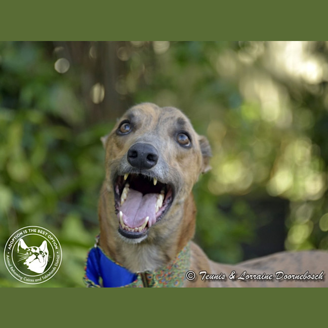 Photo of Max (Woodland Maxi)