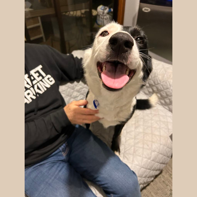 Photo of Juniper   3 Year Old Border Collie X (Trial)