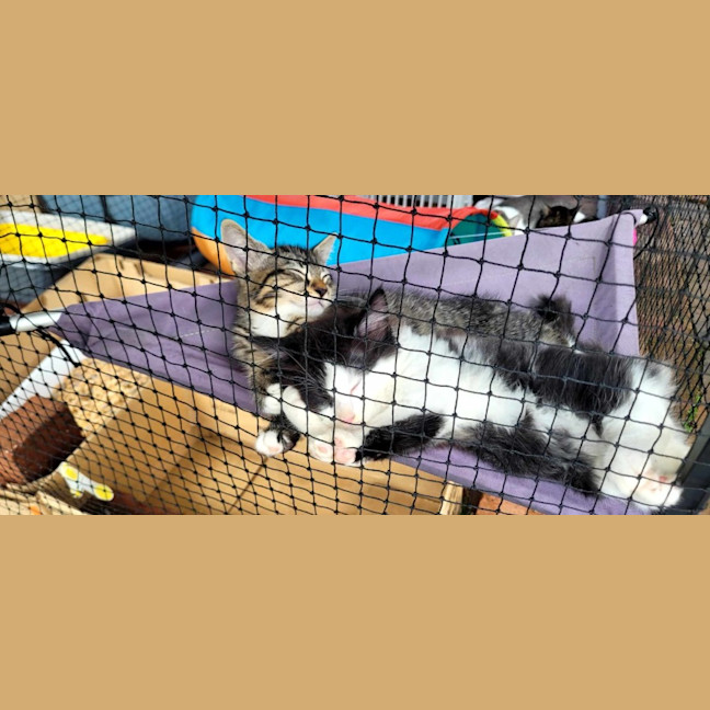 Photo of Lucius   12 Week Old Domestic Short Hair