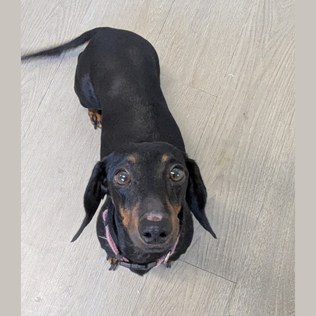 Photo of Roxy