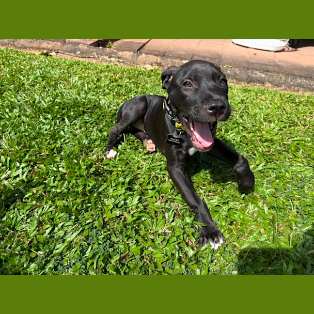 Photo of Kuro