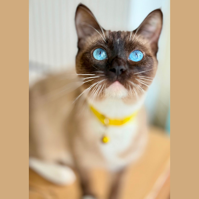 Photo of Celine