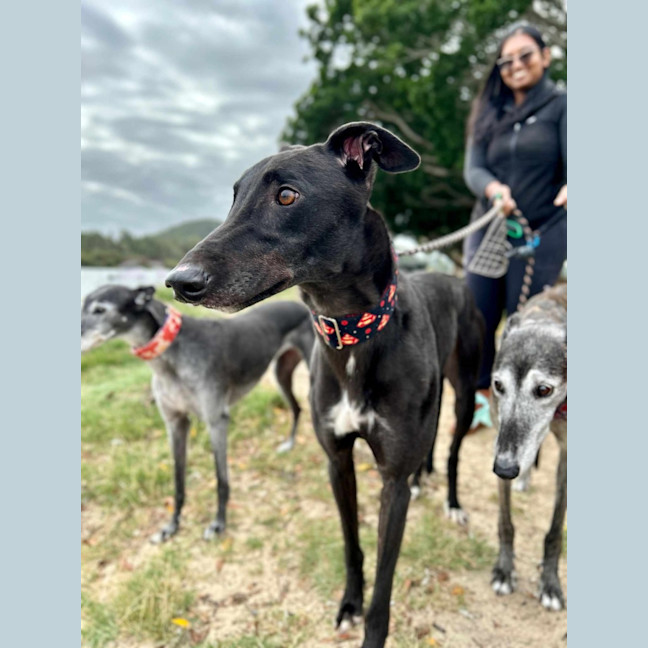 Photo of Rodney, The Cat Friendly Greyhound