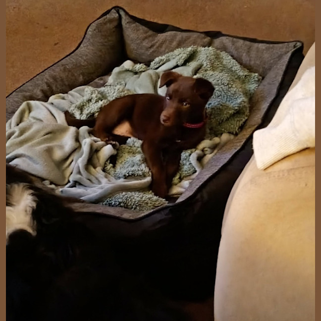 Photo of Willow