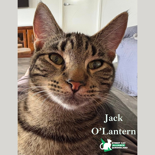 Photo of Jack O'lantern