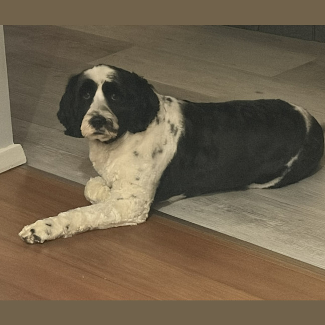 Photo of Pippa